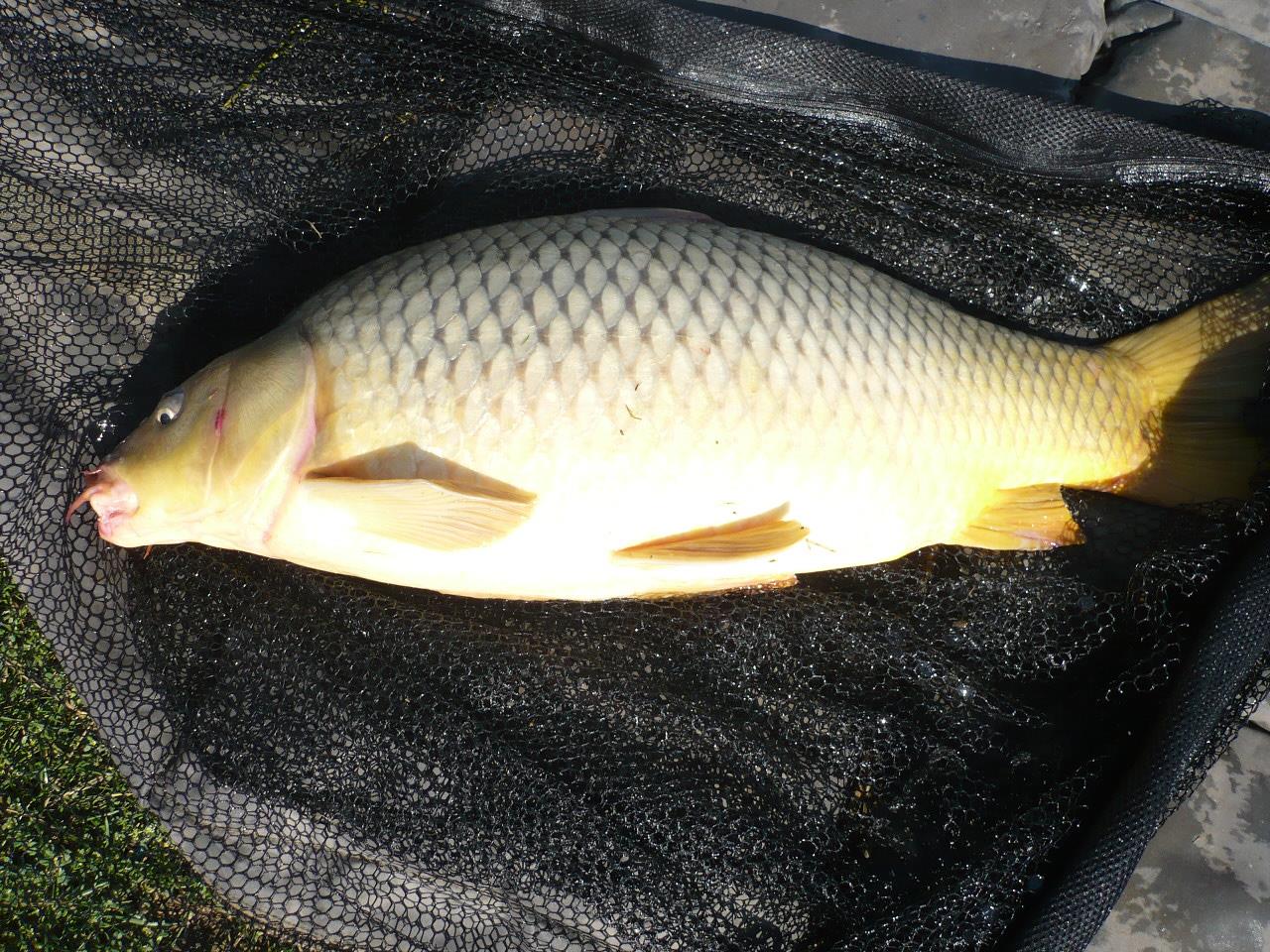 MV 2 - 1.OCT.2014 - p1020871.JPG